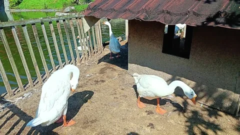White swans in a cage made of bamboo on the edge of the lake Stock Footage 315456349