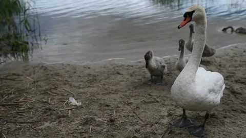 White swans with chicks. Mute swan (Cygnus olor) is swan and member of waterf Stock Footage 213328637