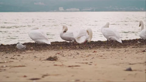White swans cleans its feathers standing on sea beach. Close up wild birds Stock Footage 225528479