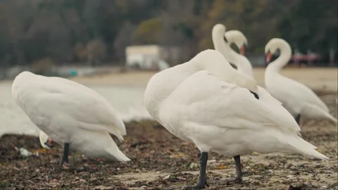 White swans cleans its feathers standing on sea beach. Close up wild birds Stock Footage 225528569