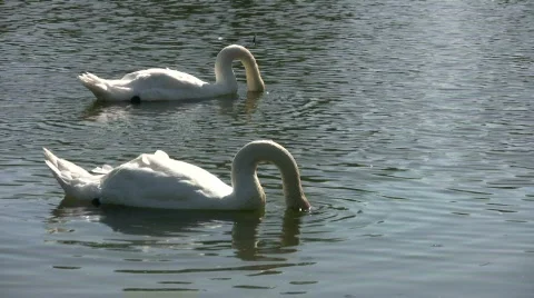 White swans continuously dunk underwater (High Definition) Stock Footage 360812