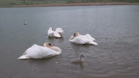 White swans dancing on the lake Stockbeeldmateriaal 220493803