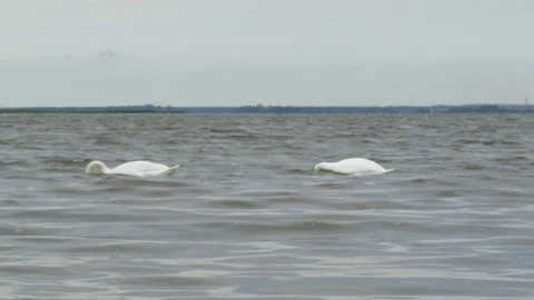 White swans dive Stock Footage 120921259