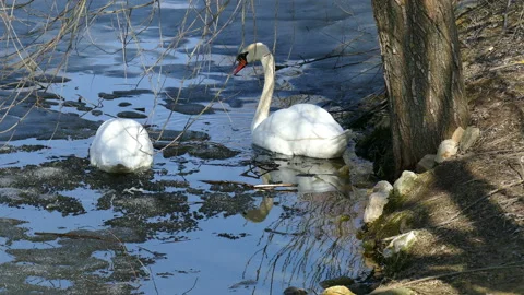 White swans in early spring amid melted ice 動画素材 117296138