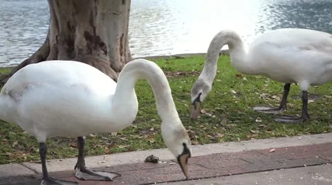 White swans eating Video stock 21880843