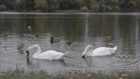 White swans eating Video stock 145022418