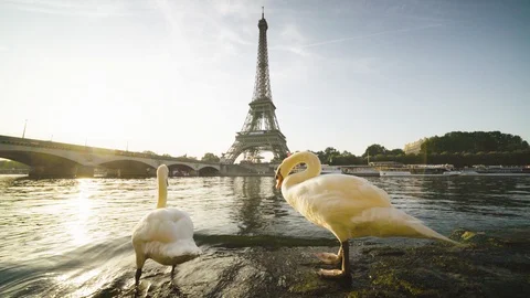 White swans Eiffel tower and sunny morning, Paris. France Stock Footage 116058535