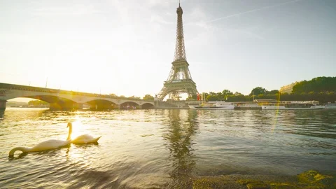 White swans Eiffel tower and sunny morning, Paris. France Stock Footage 124714723
