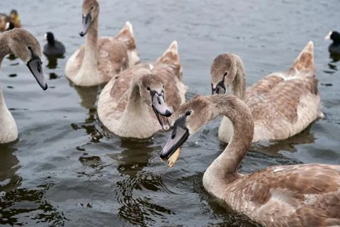 The white swans feed on bread Stock Photos