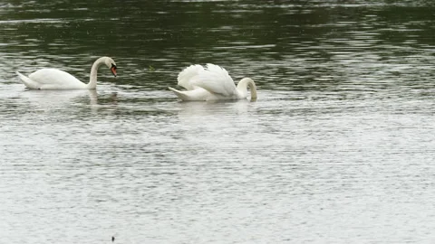 White swans feed on the river Stock Footage 168980563