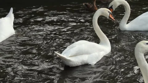White Swans Fight for Bread  Stock Footage 935051