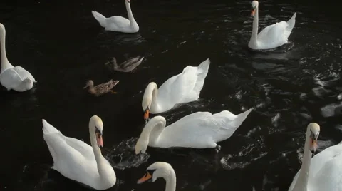 White Swans Fighting for Bread Stock Footage 934879