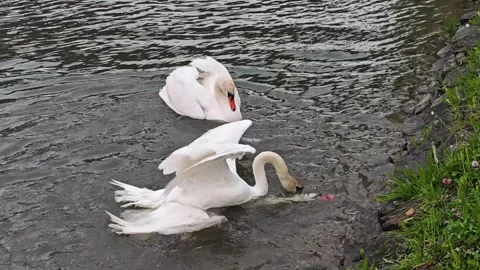 White Swans Fighting on River Water Stock Footage 337231037
