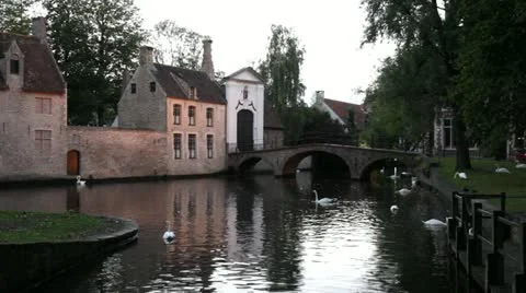 White swans float in a pond Stock Footage 20524378