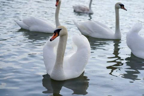 White swans float on the river Foto stock