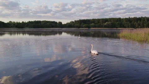White swans floating on the lake at evening before sundown Stock Footage 155349153