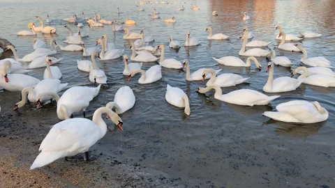 White swans flock floating in river Dnipro, Ukraine. Wintering swans. Stock Footage 246481851