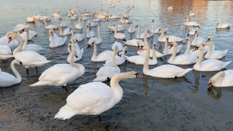 White swans flock floating in river Dnipro, Ukraine. Wintering swans. Stock Footage 246481905