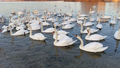 White swans flock floating in river Dnipro, Ukraine. Wintering swans. Stock Footage 246482008