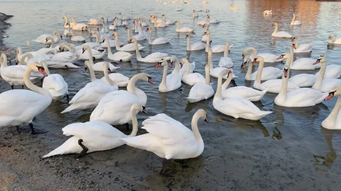 White swans flock floating in river Dnipro, Ukraine. Wintering swans. Stock Footage 246482253