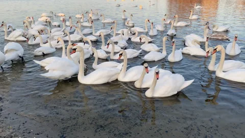 White swans flock floating in river Dnipro, Ukraine. Wintering swans. Stock Footage 249601313