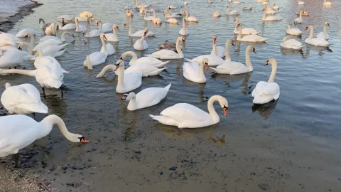 White swans flock floating in river Dnipro, Ukraine. Wintering swans. Stock Footage 250315030