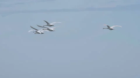 White Swans flying in formation on a clear winter day. Trumpeter swans flying Stock-Footage 112294304