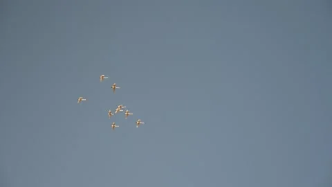 White Swans flying in formation on a clear day. Tundra swan flock birds Vídeos de archivo 192067662