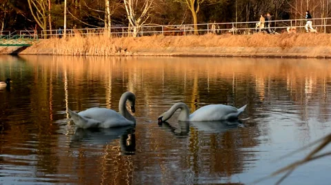 White swans Stock Footage 36149938