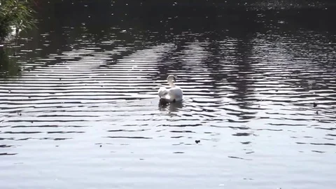 White swans 動画素材 80606961