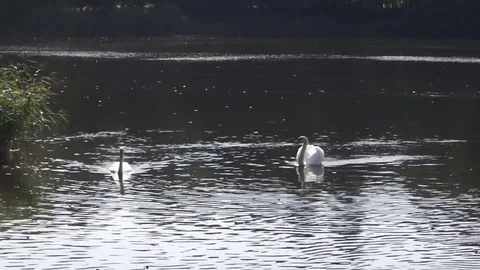 White swans Stock Footage 80606997
