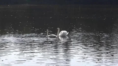 White swans Stock Footage 80607007