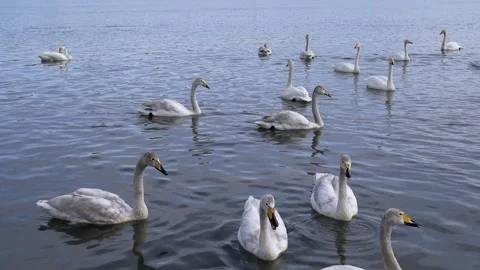 White swans Stock Footage 174593591