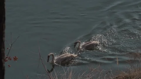 White Swans Stock Footage 305259466
