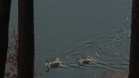 White Swans Stock Footage 305259475