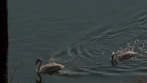 White Swans Stock Footage 305259487
