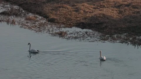 White Swans Stock Footage 305259514