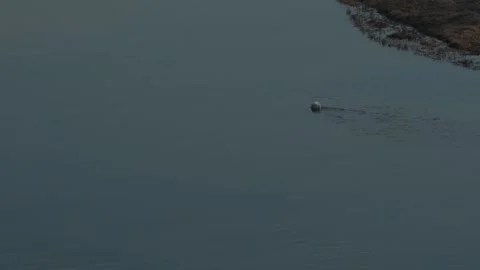 White Swans Stock Footage 305259540