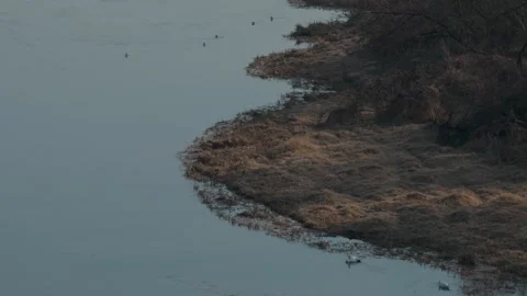 White Swans Stock Footage 305260650