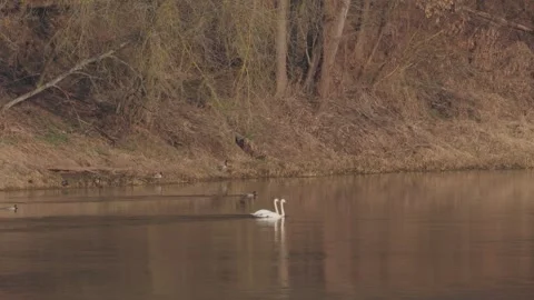 White Swans Stock Footage 305260696