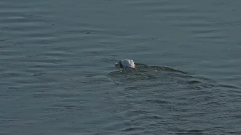 White Swans Stock Footage 305260707