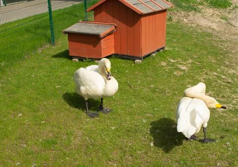White swans on the grass Stock Photos
