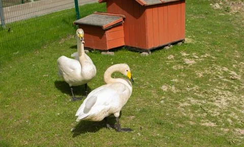 White swans on the grass Stock Photos