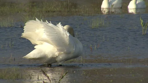 White swans in the lake. Birds performing nesting games in the water. 库存影片 34807813