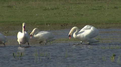 White swans in the lake. Birds performing nesting games in the water. Stockbeeldmateriaal 34808461