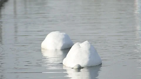 White swans on a lake. Stock-Footage 58942487