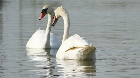 White swans on a lake. Video stock 58947685
