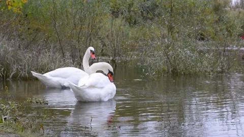 White Swans in a lake Video stock 145022463