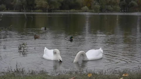White Swans in a lake Video stock 145022638