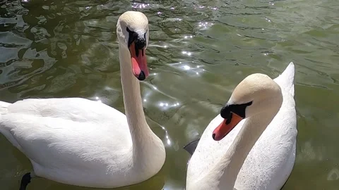 White swans on the lake Stock Footage 176212982